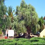 images/Oplevelser/Oliventrae Vouves/Olivetree-i-Vouves-03.jpg